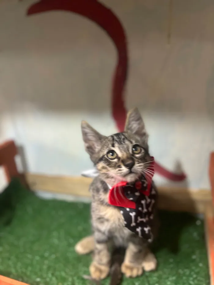 Gato ra a  idade 2 a 6 meses nome Sebastian 
