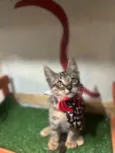 Sebastian