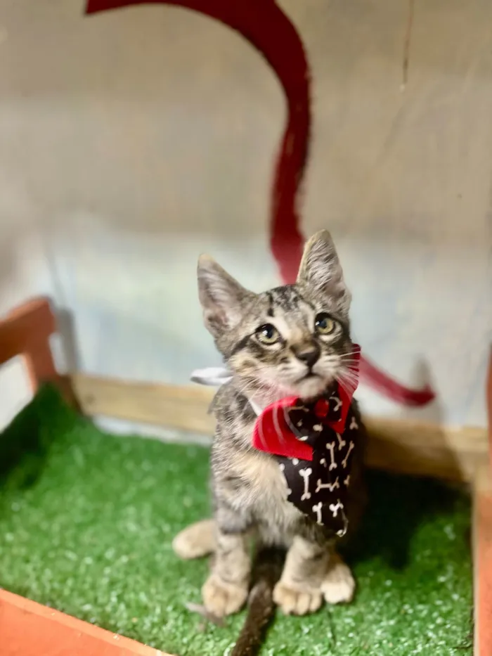 Gato ra a  idade 2 a 6 meses nome Sebastian 
