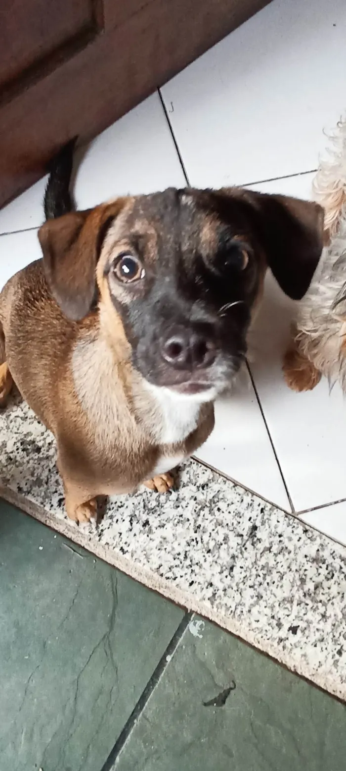 Cachorro ra a SRD idade 2 a 6 meses nome Lila