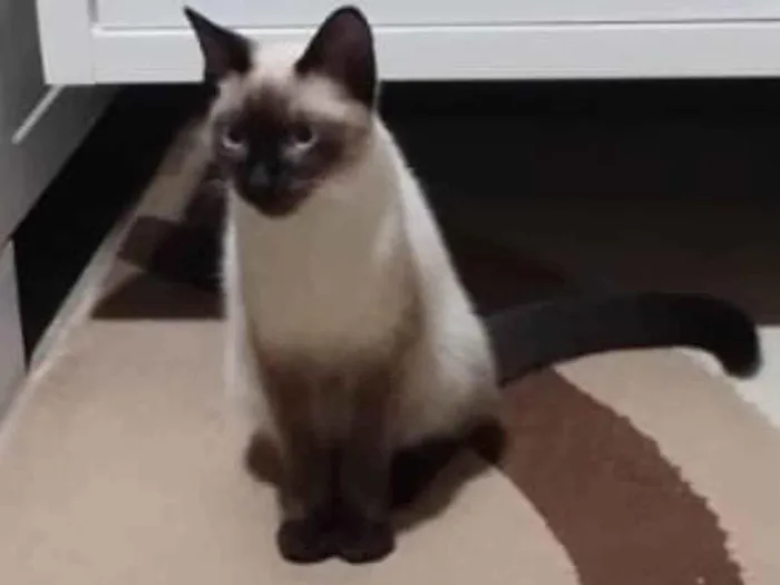 Gato ra a Siames idade 7 a 11 meses nome Cadu