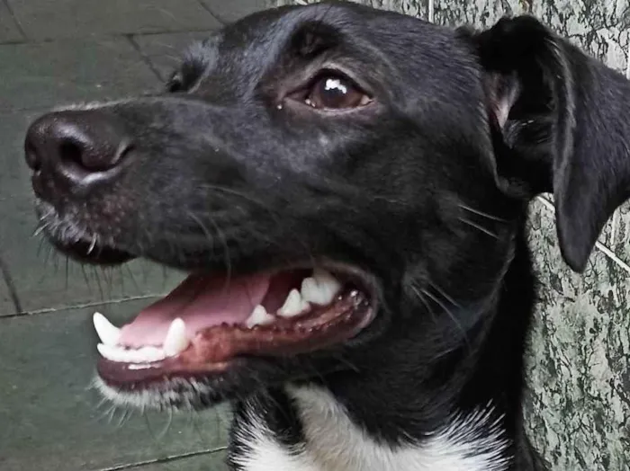 Cachorro ra a SRD idade 2 a 6 meses nome Belzinho 