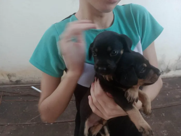 Cachorro ra a SRD-ViraLata idade Abaixo de 2 meses nome Pretinho e pretinha 