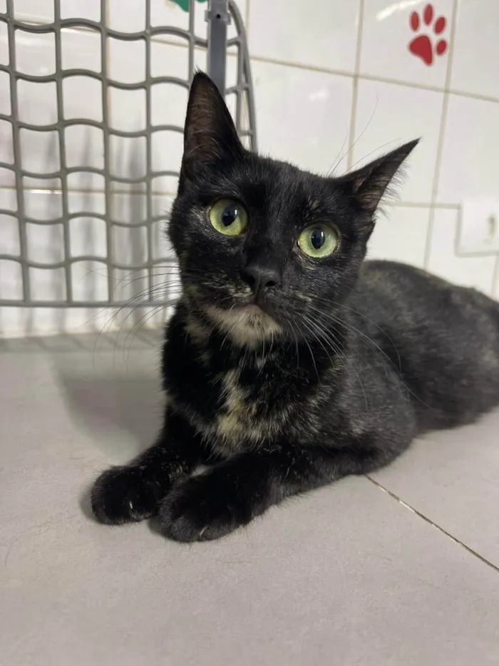 Gato ra a SRD-ViraLata idade 7 a 11 meses nome Chloe