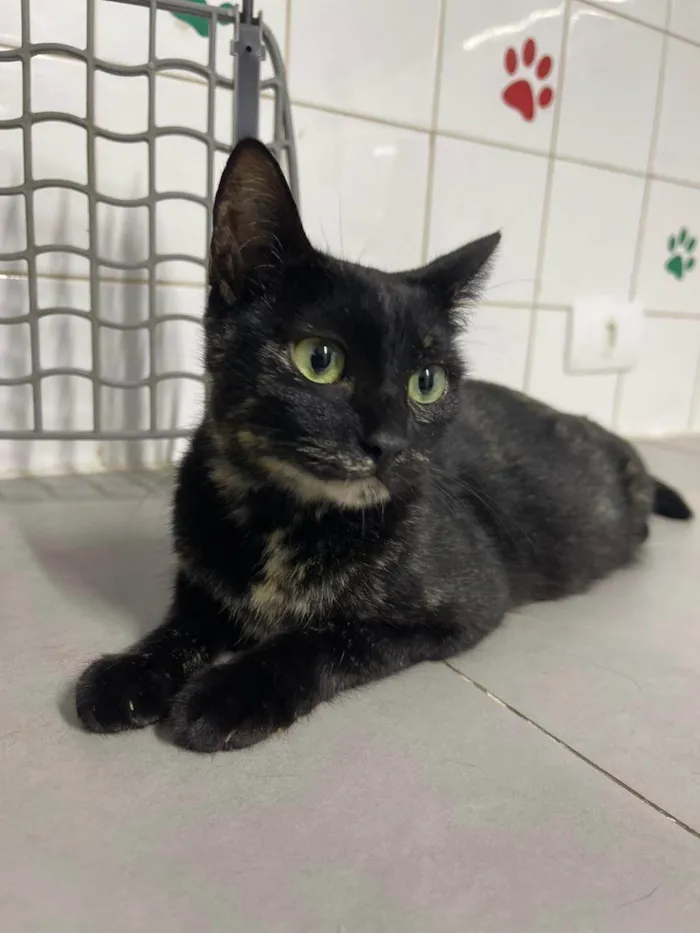 Gato ra a SRD-ViraLata idade 7 a 11 meses nome Chloe