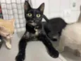 Chloe