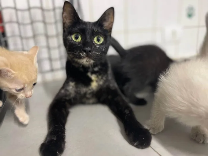 Gato ra a SRD-ViraLata idade 7 a 11 meses nome Chloe