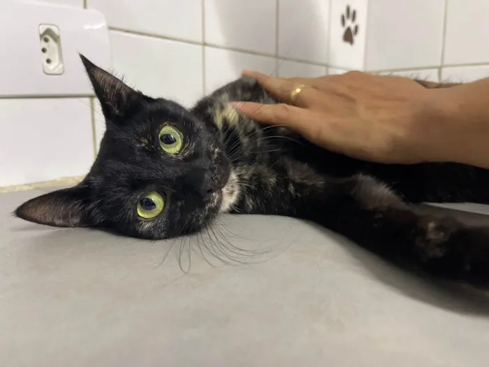 Gato ra a SRD-ViraLata idade 7 a 11 meses nome Chloe