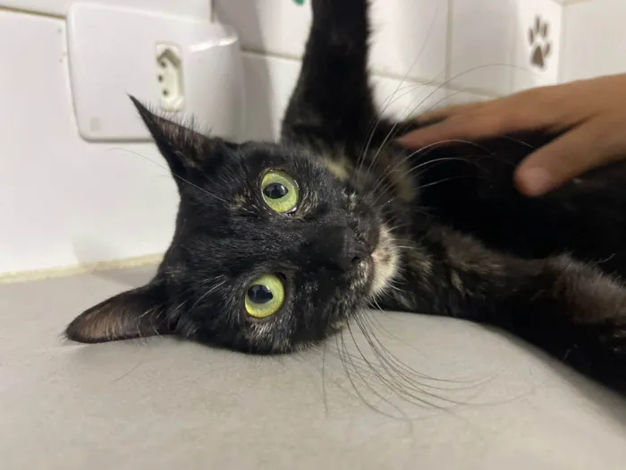 Gato ra a SRD-ViraLata idade 7 a 11 meses nome Chloe