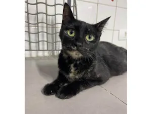 Gato raça SRD-ViraLata idade 7 a 11 meses nome Chloe