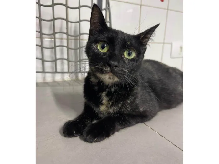 Gato ra a SRD-ViraLata idade 7 a 11 meses nome Chloe