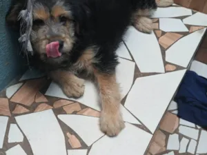 Cachorro raça SRD-ViraLata idade 2 a 6 meses nome Mel