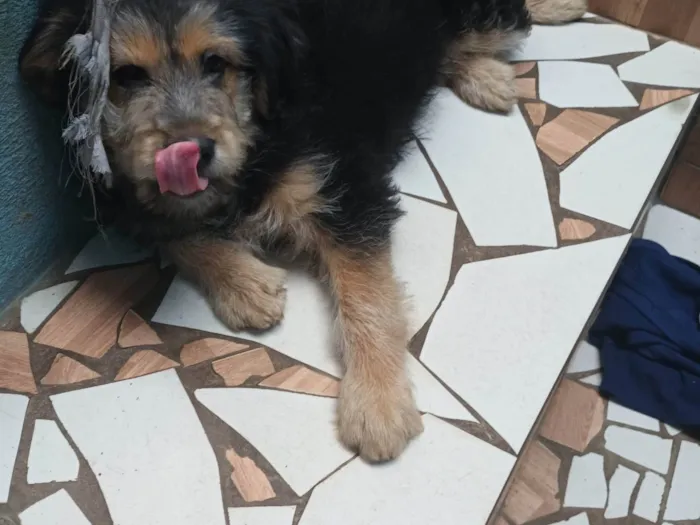 Cachorro ra a SRD-ViraLata idade 2 a 6 meses nome Mel