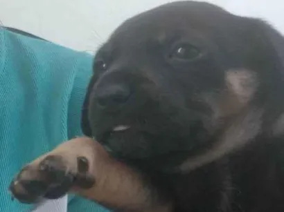 Cachorro raça SRD-ViraLata idade Abaixo de 2 meses nome Pretinho e pretinha 