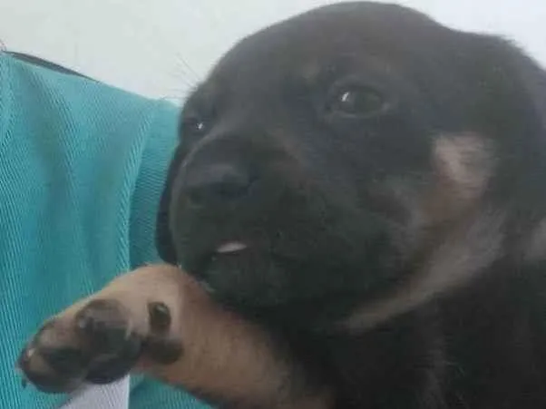 Cachorro ra a SRD-ViraLata idade Abaixo de 2 meses nome Pretinho e pretinha 