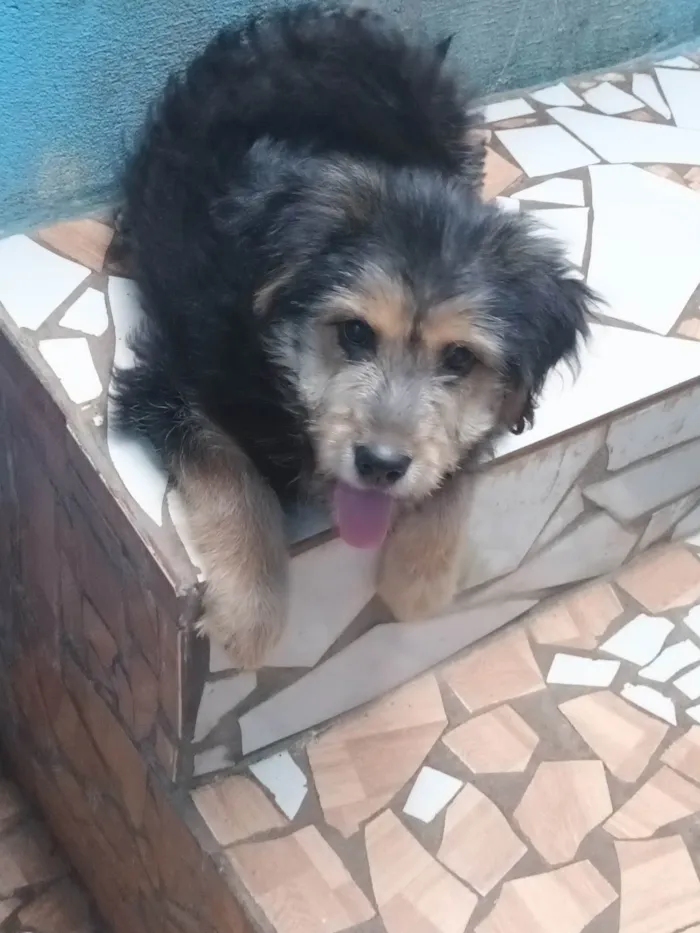 Cachorro ra a SRD-ViraLata idade 2 a 6 meses nome Mel