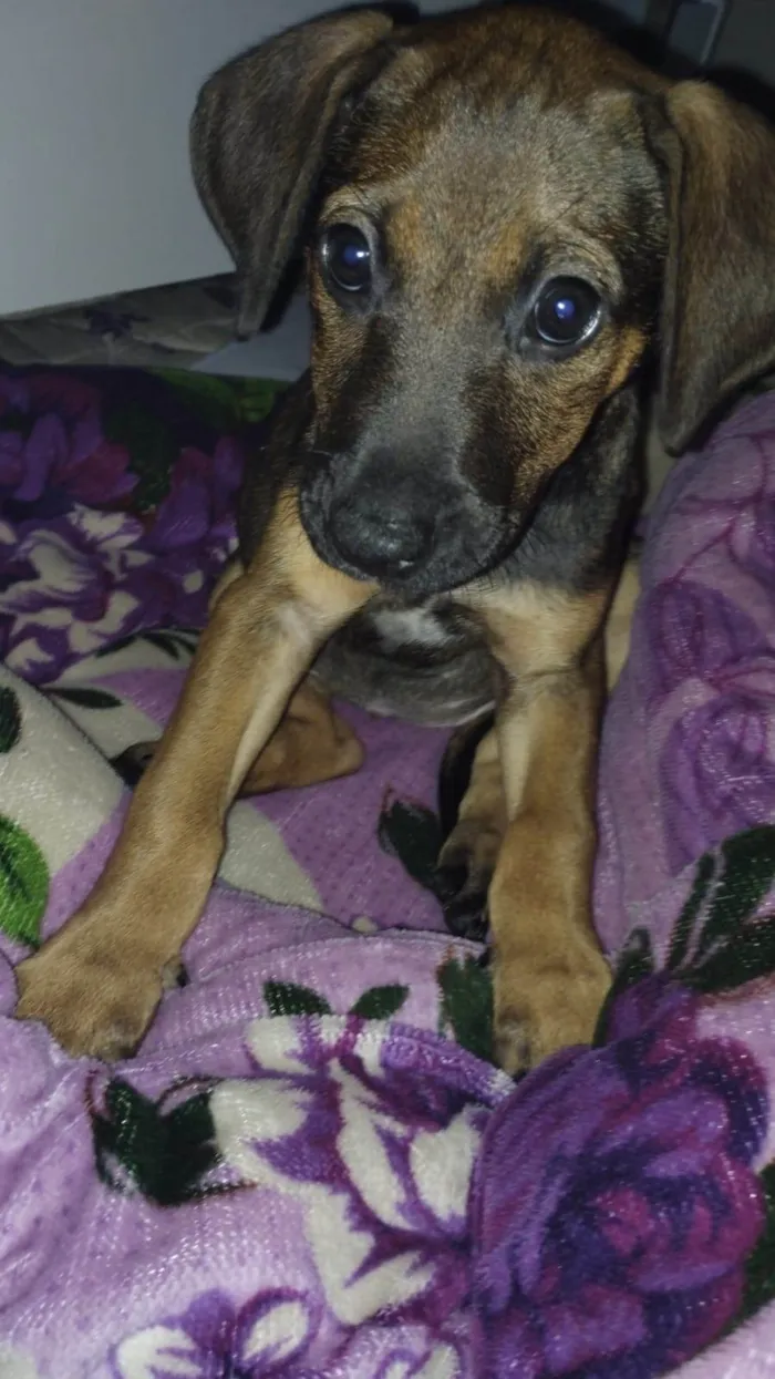 Cachorro ra a vira-lata idade 2 a 6 meses nome Gamora