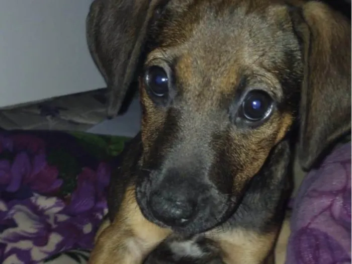 Cachorro ra a vira-lata idade 2 a 6 meses nome Gamora