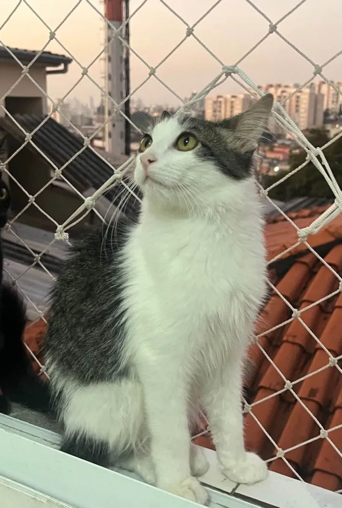 Gato ra a SRD-ViraLata idade 2 a 6 meses nome Samba