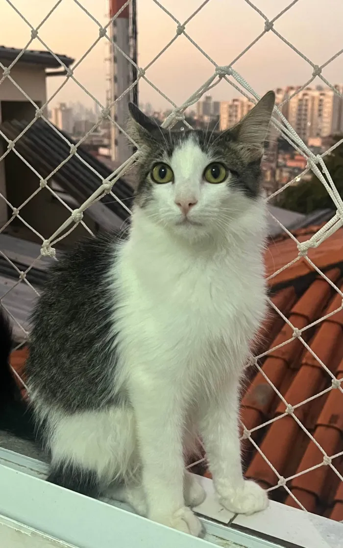 Gato ra a SRD-ViraLata idade 2 a 6 meses nome Samba