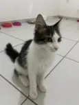 Samba