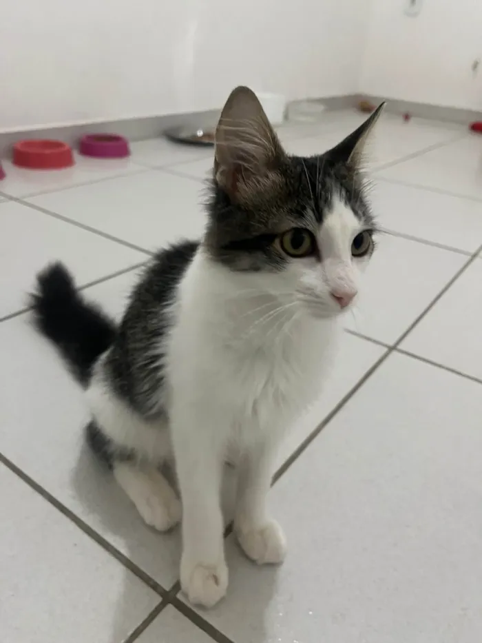 Gato ra a SRD-ViraLata idade 2 a 6 meses nome Samba