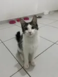 Samba