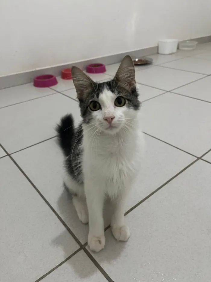 Gato ra a SRD-ViraLata idade 2 a 6 meses nome Samba