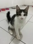 Samba