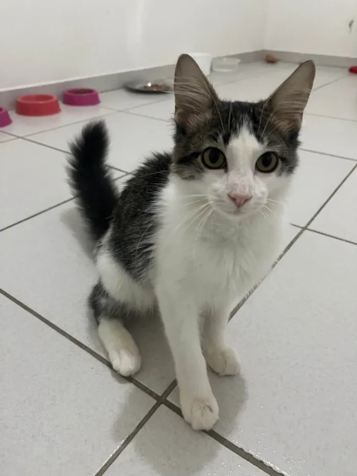 Gato ra a SRD-ViraLata idade 2 a 6 meses nome Samba