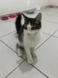 Samba