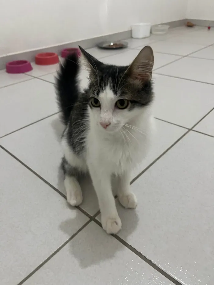 Gato ra a SRD-ViraLata idade 2 a 6 meses nome Samba