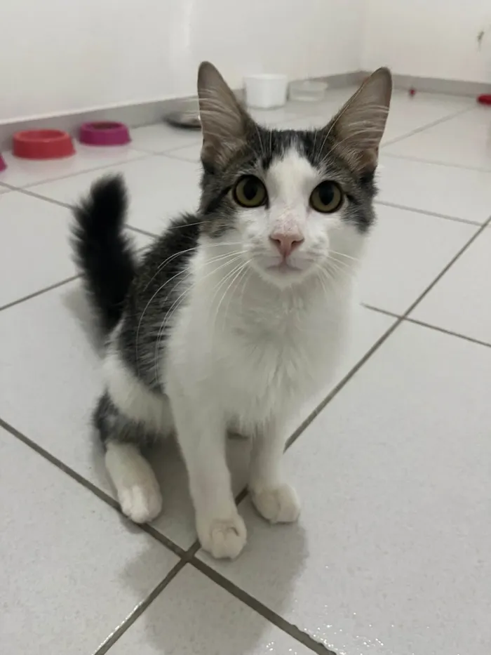 Gato ra a SRD-ViraLata idade 2 a 6 meses nome Samba