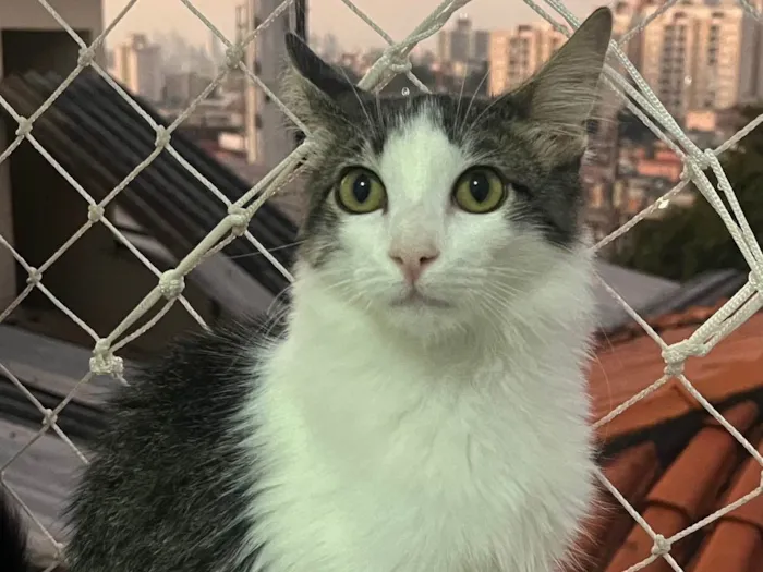 Gato ra a SRD-ViraLata idade 2 a 6 meses nome Samba