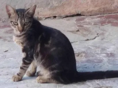 Gato raça SRD-ViraLata idade 2 a 6 meses nome Pretinho 