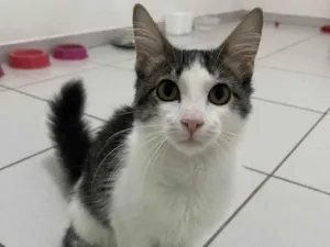 Gato raça SRD-ViraLata idade 2 a 6 meses nome Samba