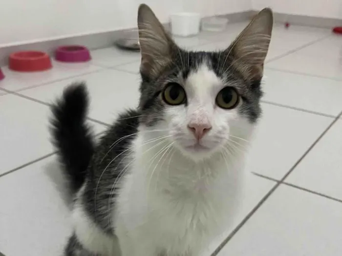 Gato ra a SRD-ViraLata idade 2 a 6 meses nome Samba