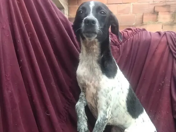 Cachorro ra a SRD-ViraLata idade 2 a 6 meses nome Malhada