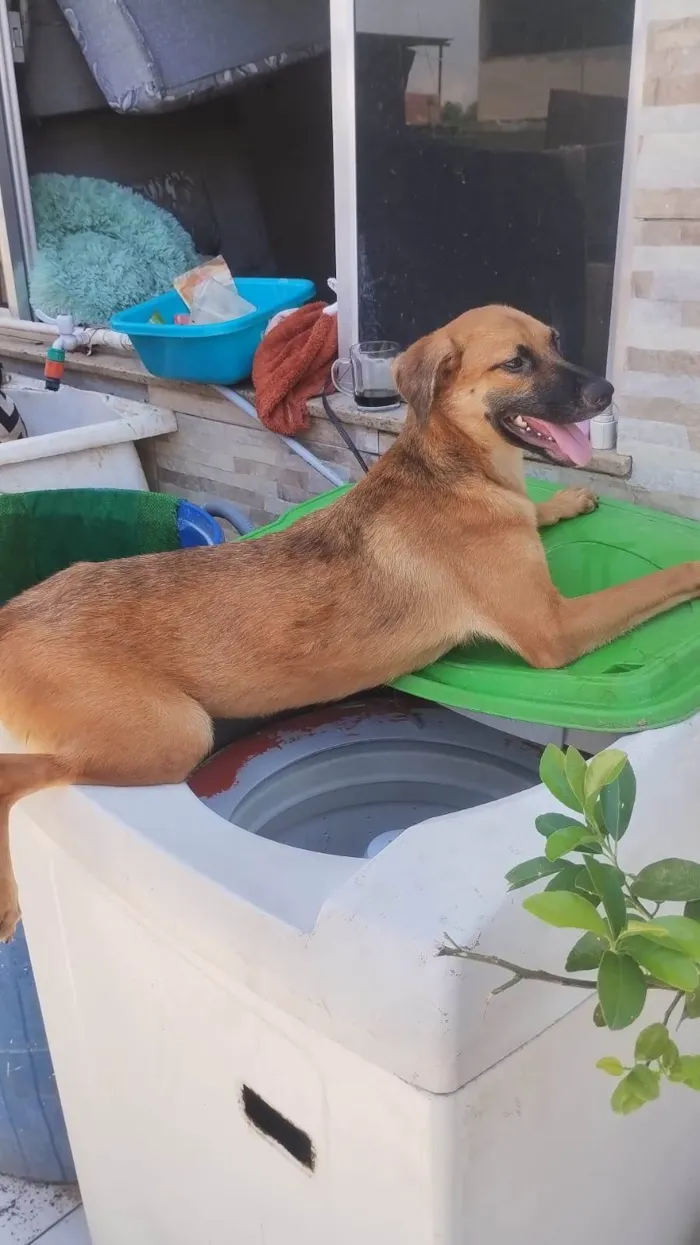 Cachorro ra a SRD-ViraLata idade 7 a 11 meses nome Dário 