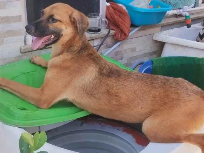 Cachorro ra a SRD-ViraLata idade 7 a 11 meses nome Dário 