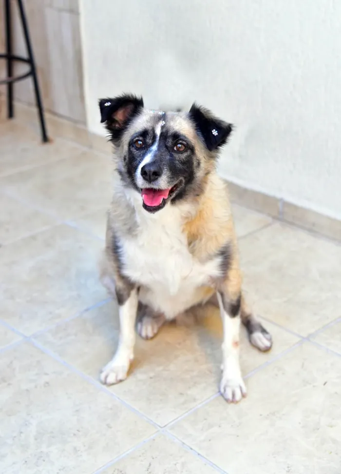 Cachorro ra a SRD-ViraLata idade 2 anos nome MATILDE 