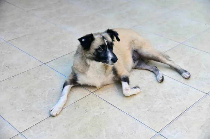 Cachorro ra a SRD-ViraLata idade 2 anos nome MATILDE 