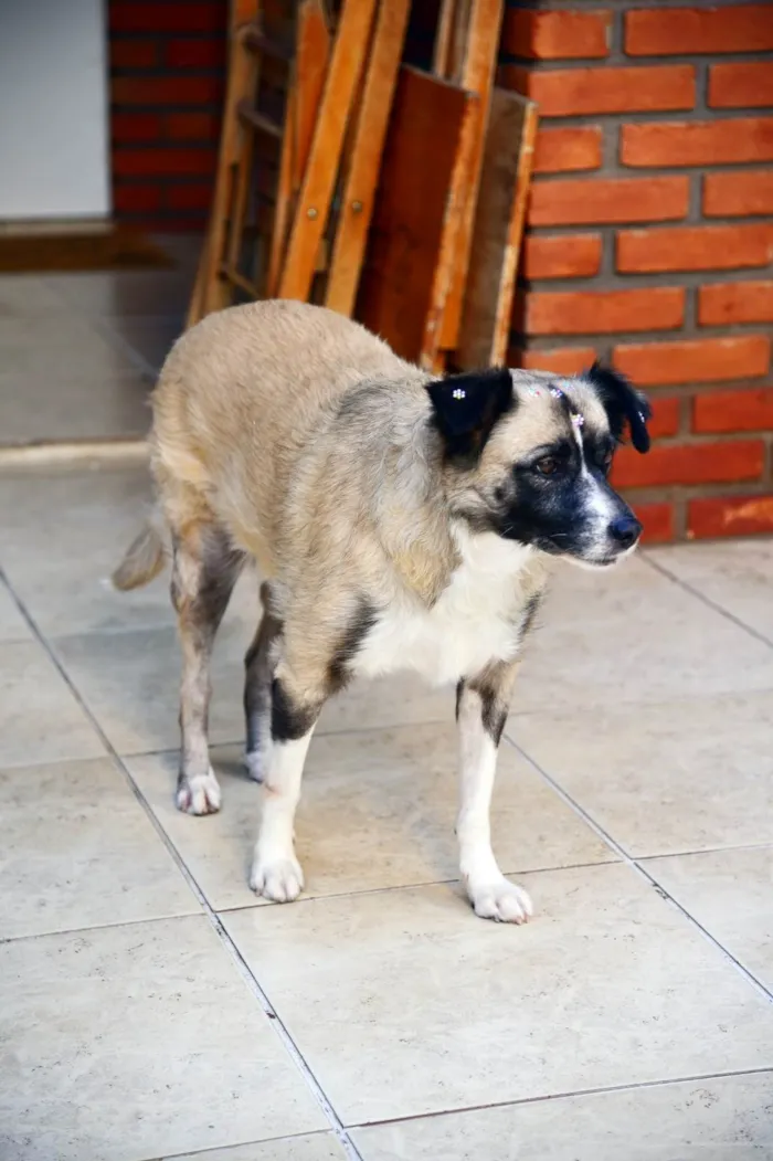Cachorro ra a SRD-ViraLata idade 2 anos nome MATILDE 