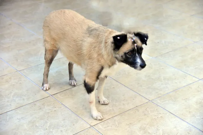 Cachorro ra a SRD-ViraLata idade 2 anos nome MATILDE 