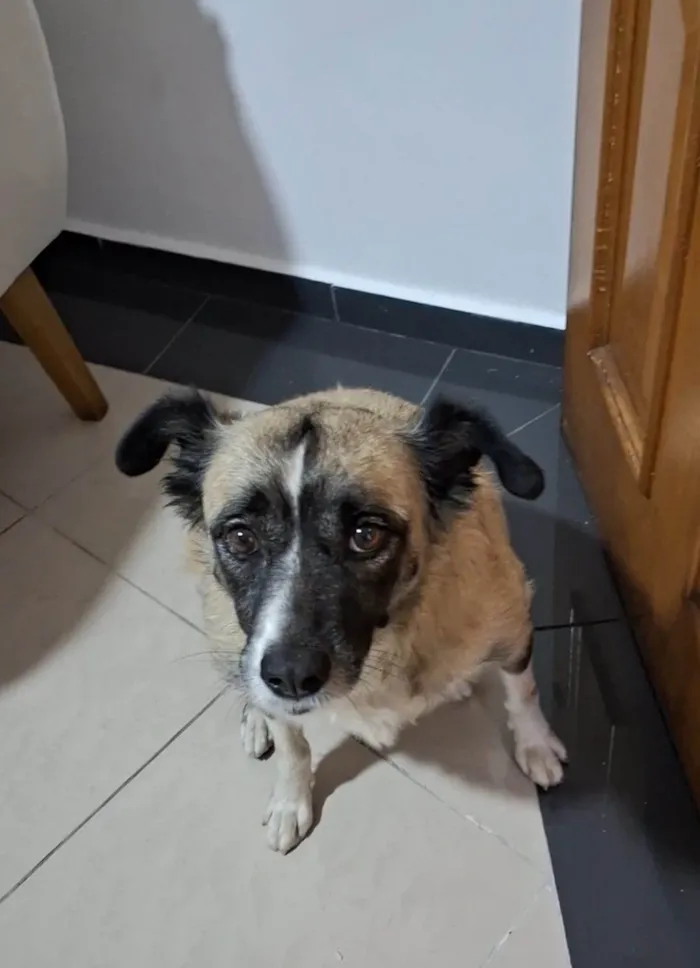 Cachorro ra a SRD-ViraLata idade 2 anos nome MATILDE 
