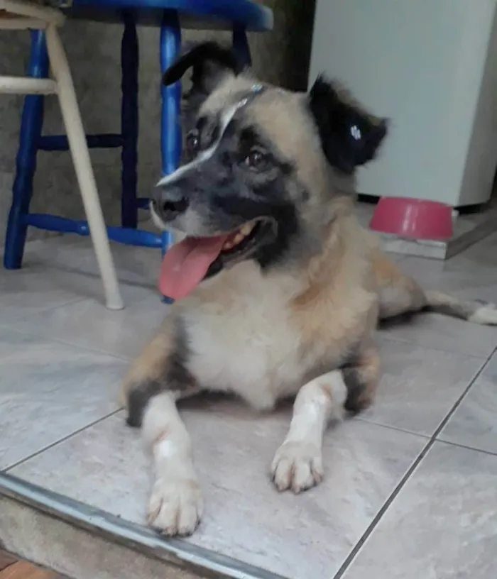 Cachorro ra a SRD-ViraLata idade 2 anos nome MATILDE 