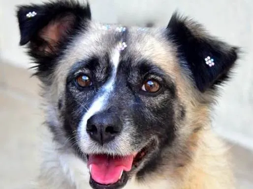Cachorro ra a SRD-ViraLata idade 2 anos nome MATILDE 