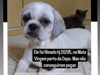 Cachorro raça Shih tzu idade 6 ou mais anos nome Johnny 