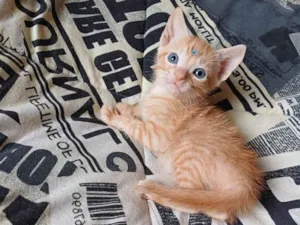 Gato raça Laranja idade Abaixo de 2 meses nome Bebê laranja adocao