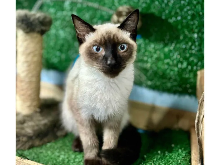 Gato ra a Siames idade 7 a 11 meses nome Cadu